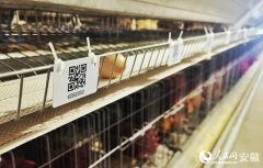 <b>通过引入法国种源和科技合做</b>